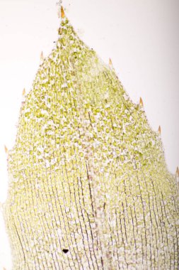 Hücre yapısı Hydrilla, sınıf eğitimi için mikroskop altında bitki hücrelerini gösteren yaprak yüzeyi görünümü.