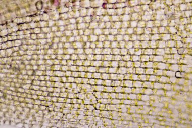 Hücre yapısı Hydrilla, sınıf eğitimi için mikroskop altında bitki hücrelerini gösteren yaprak yüzeyi görünümü.