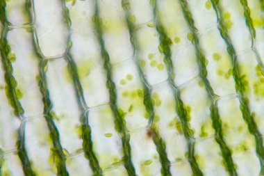 Cell structure Hydrilla, view of the leaf surface showing plant cells under the microscope for classroom education. clipart