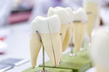 Sınıf eğitimi ve laboratuvar için diş modeli.
