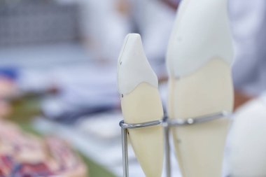 Sınıf eğitimi ve laboratuvar için diş modeli.