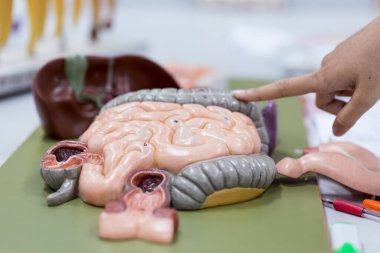 Laboratuvarda insan modelinin dış ve iç yapısının incelenmesi.