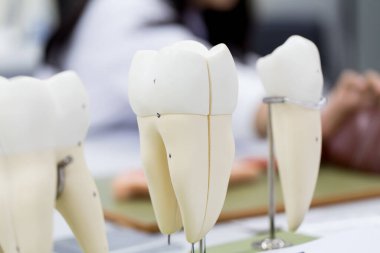 Sınıf eğitimi ve laboratuvar için diş modeli.