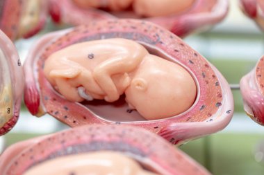 Embryo model, fetus for classroom education. clipart