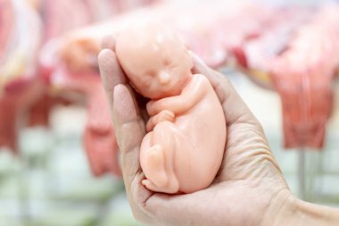 Embriyo modeli, sınıf eğitimi için fetüs..