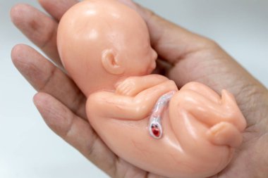 Embriyo modeli, sınıf eğitimi için fetüs..