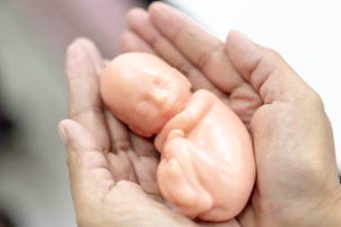 Embriyo modeli, sınıf eğitimi için fetüs..