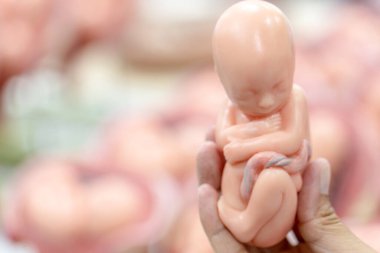 Embriyo modeli, sınıf eğitimi için fetüs..