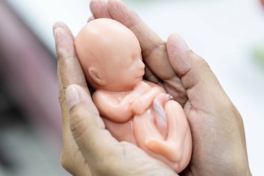 Embriyo modeli, sınıf eğitimi için fetüs..