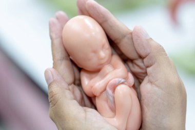 Embriyo modeli, sınıf eğitimi için fetüs..