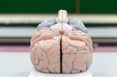 Laboratuvarda eğitim için beyin modeli.