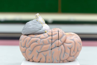 Laboratuvarda eğitim için beyin modeli.