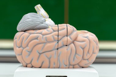 Laboratuvarda eğitim için beyin modeli.