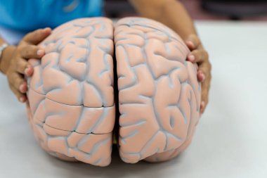 Laboratuvarda eğitim için beyin modeli.