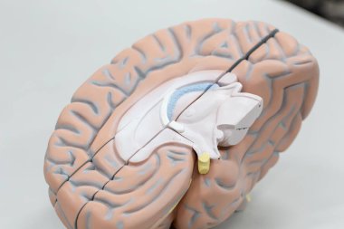 Laboratuvarda eğitim için beyin modeli.