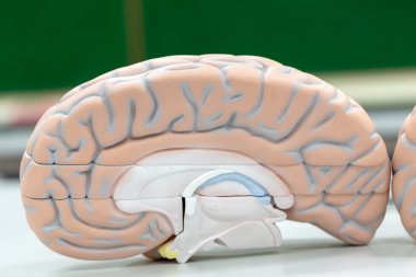 Laboratuvarda eğitim için beyin modeli.