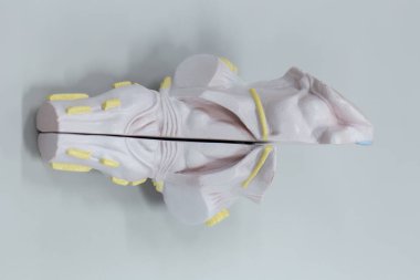 Laboratuvarda eğitim için beyin modeli.