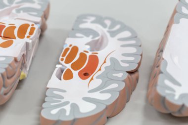 Laboratuvarda eğitim için beyin modeli.