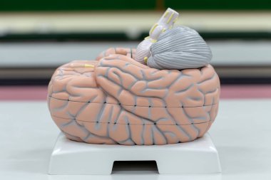 Laboratuvarda eğitim için beyin modeli.