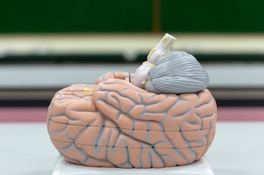 Laboratuvarda eğitim için beyin modeli.