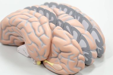 Laboratuvarda eğitim için beyin modeli.