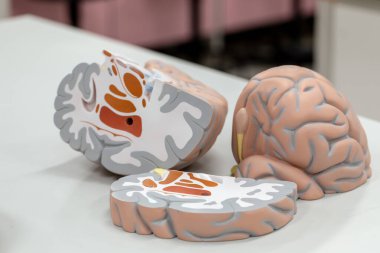 Laboratuvarda eğitim için beyin modeli.