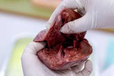 Sınıf eğitimi için kalbin yapısı.