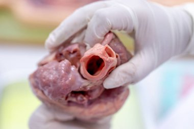 Sınıf eğitimi için kalbin yapısı.