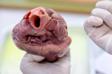 Sınıf eğitimi için kalbin yapısı.