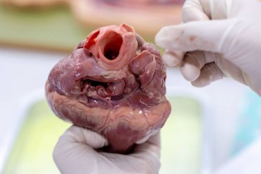 Sınıf eğitimi için kalbin yapısı.