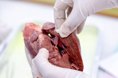 Sınıf eğitimi için kalbin yapısı.