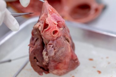 Sınıf eğitimi için kalbin yapısı.