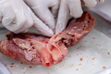 Sınıf eğitimi için kalbin yapısı.