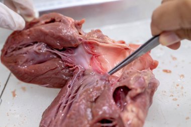 Sınıf eğitimi için kalbin yapısı.