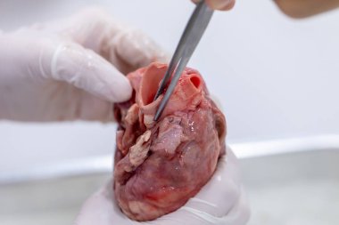 Sınıf eğitimi için kalbin yapısı.