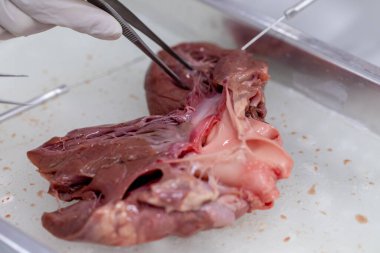 Sınıf eğitimi için kalbin yapısı.