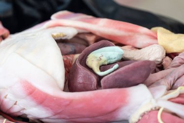 Laboratuvarda insan modelinin dış ve iç yapısının incelenmesi.