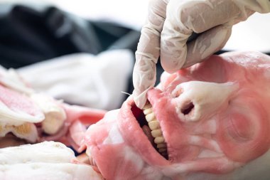 Laboratuvarda insan modelinin dış ve iç yapısının incelenmesi.