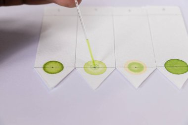 Kromatografi çalışmaları bir bitkinin bileşenlerini ayırmak için kullanılır.