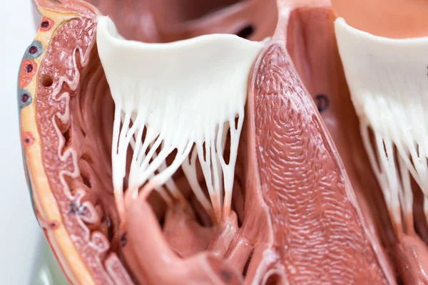 Sınıf eğitimi için kalbin yapısı.