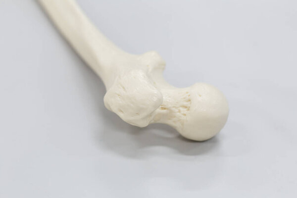 Изучение внешней и внутренней структуры человеческой модели в лаборатории.