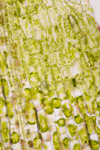 Cell structure Hydrilla, view of the leaf surface showing plant cells under the microscope for classroom education.