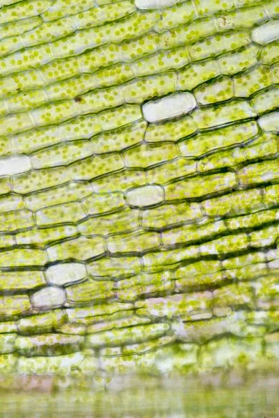 Cell structure Hydrilla, view of the leaf surface showing plant cells under the microscope for classroom education.