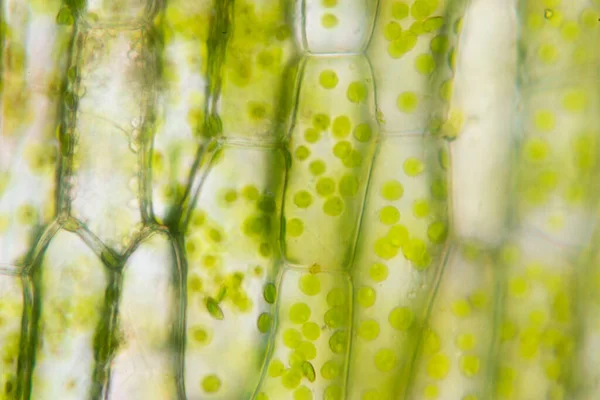 Sejtszerkezet Hydrilla Kilátás Levél Felületén Mutatja Növényi Sejtek Mikroszkóp Alatt — Stock Fotó