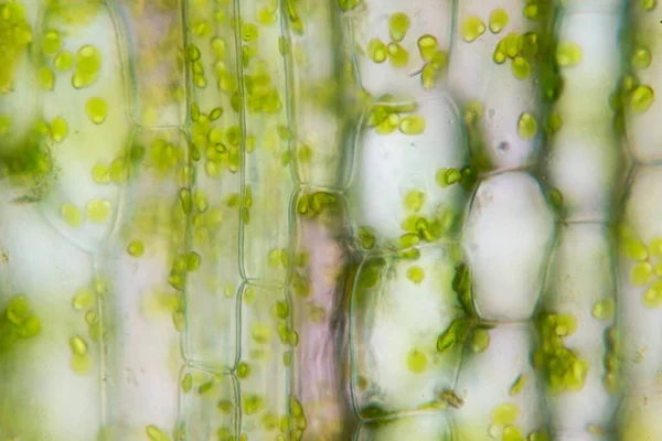 Sejtszerkezet Hydrilla Kilátás Levél Felületén Mutatja Növényi Sejtek Mikroszkóp Alatt — Stock Fotó