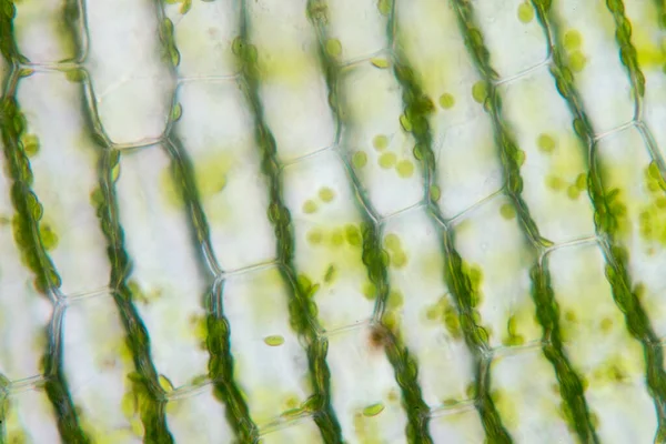 Celstructuur Hydrilla Zicht Het Bladoppervlak Met Plantencellen Onder Microscoop Voor — Stockfoto