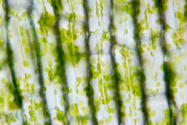 細胞構造ヒドラ 教室教育のための顕微鏡下で植物細胞を示す葉表面のビュー — ストック写真