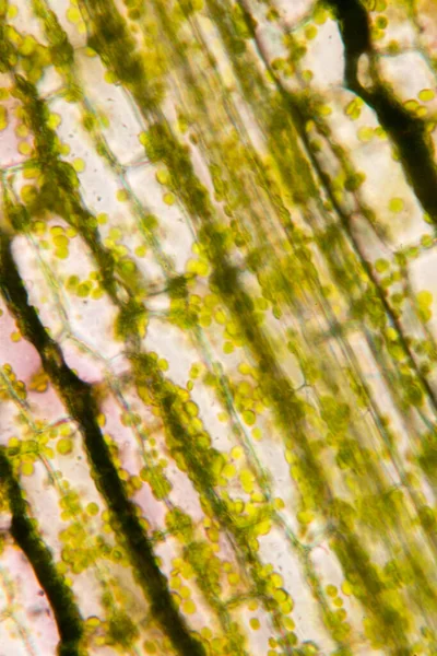 Buněčná Struktura Hydrilla Pohled Povrch Listu Zobrazující Rostlinné Buňky Pod — Stock fotografie