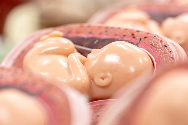 Embryo Model Plod Pro Výuku Třídě — Stock fotografie