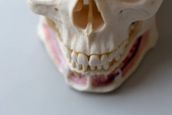 研究室での教育のための歯モデル — ストック写真
